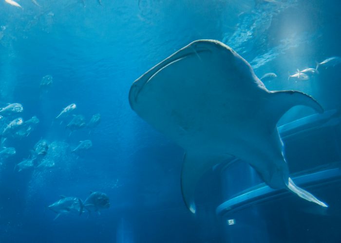 A whale shark swims through the water at Osaka Aquarium Kaiyukan, the largest aquarium in Japan.